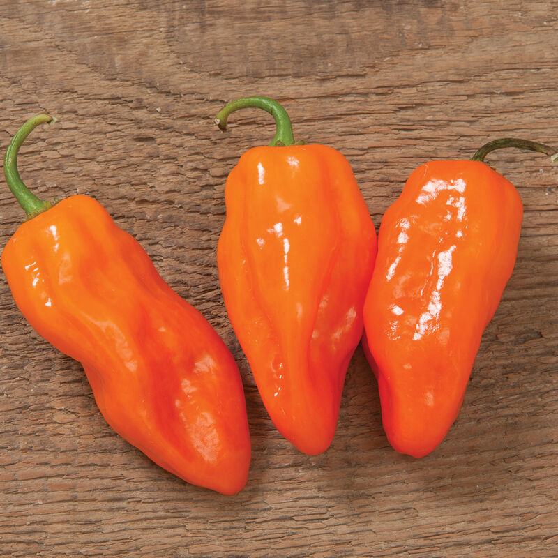 Helios Habenero - Hot Pepper Plant