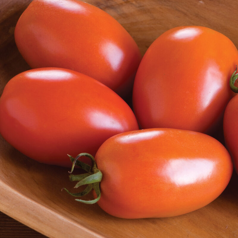 Amish Paste - Tomato Plant