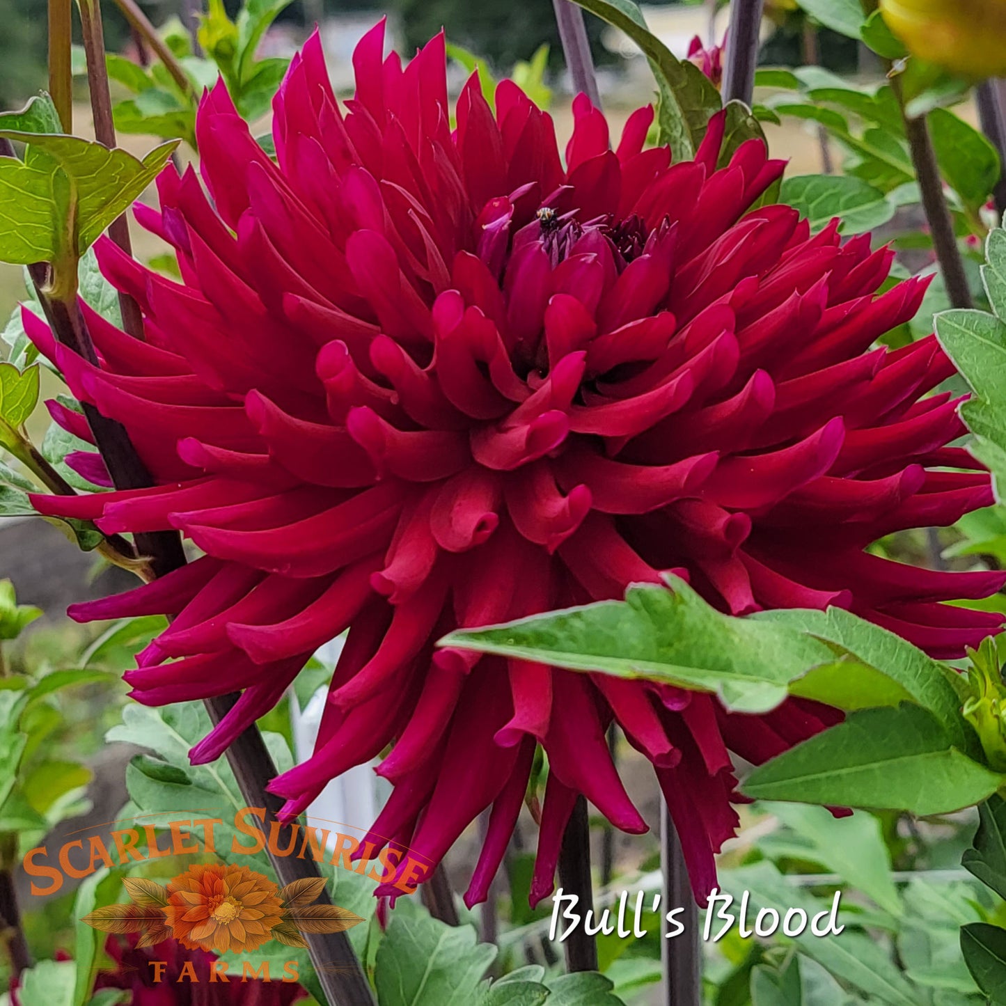 Bull's Blood Potted Cutting