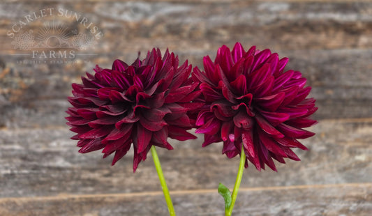 Hollyhill Black Beauty