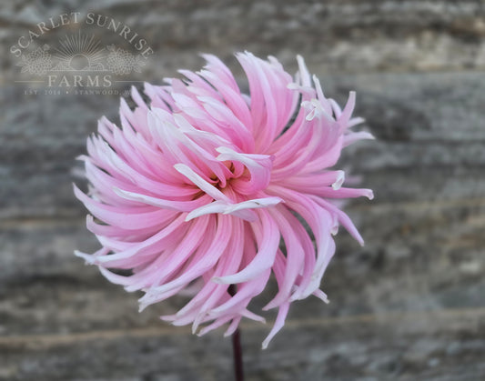 Hollyhill Cotton Candy