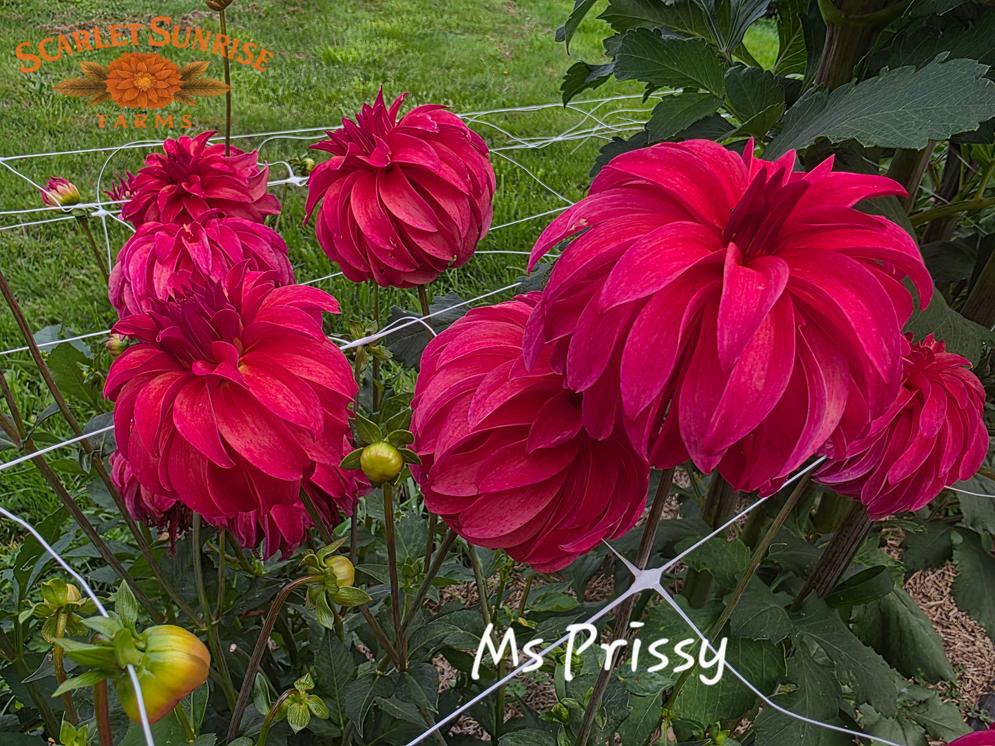 Ms. Prissy Potted Cutting