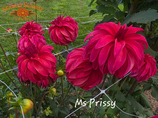 Ms. Prissy Potted Cutting