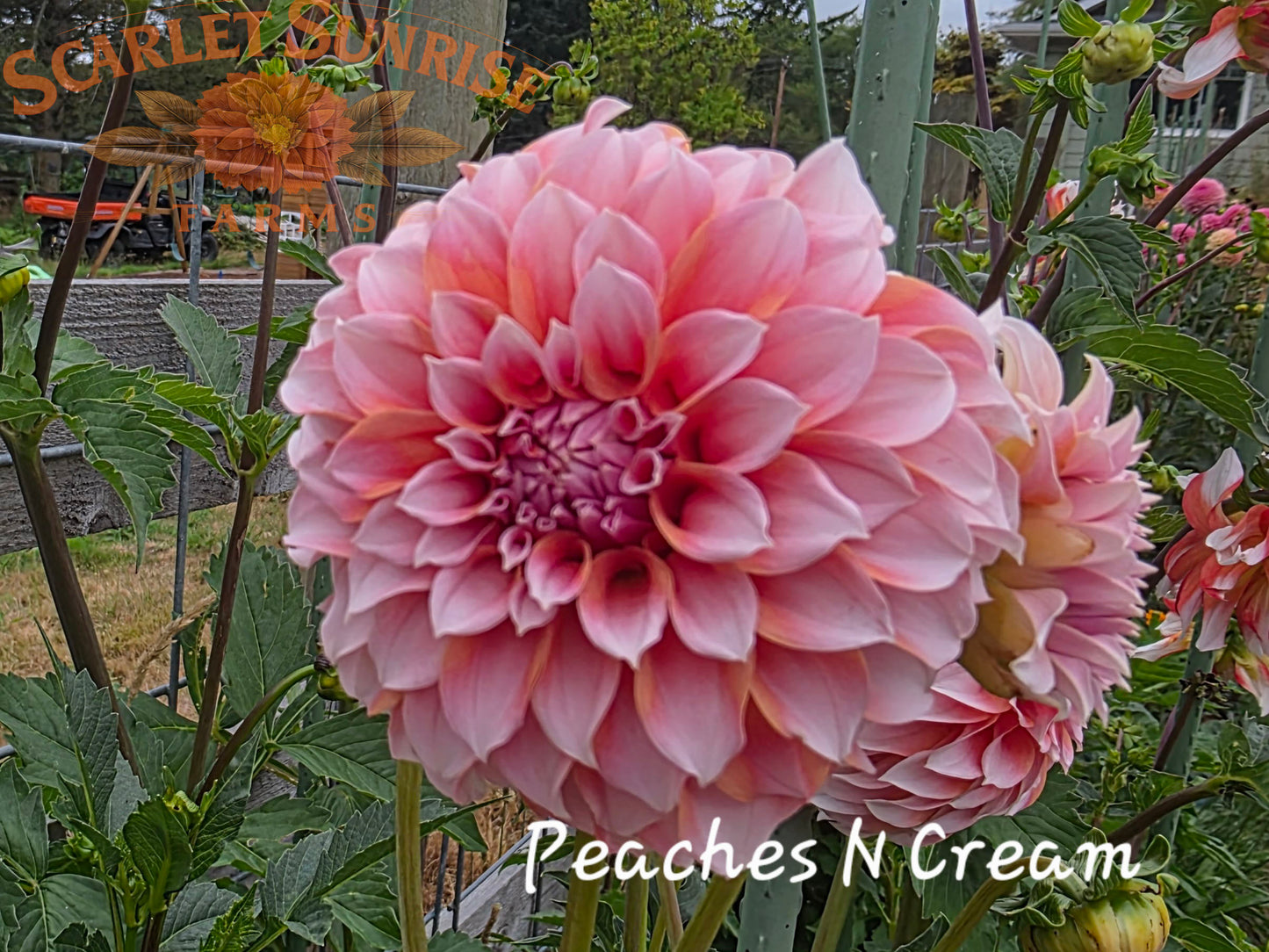 Peaches N Cream