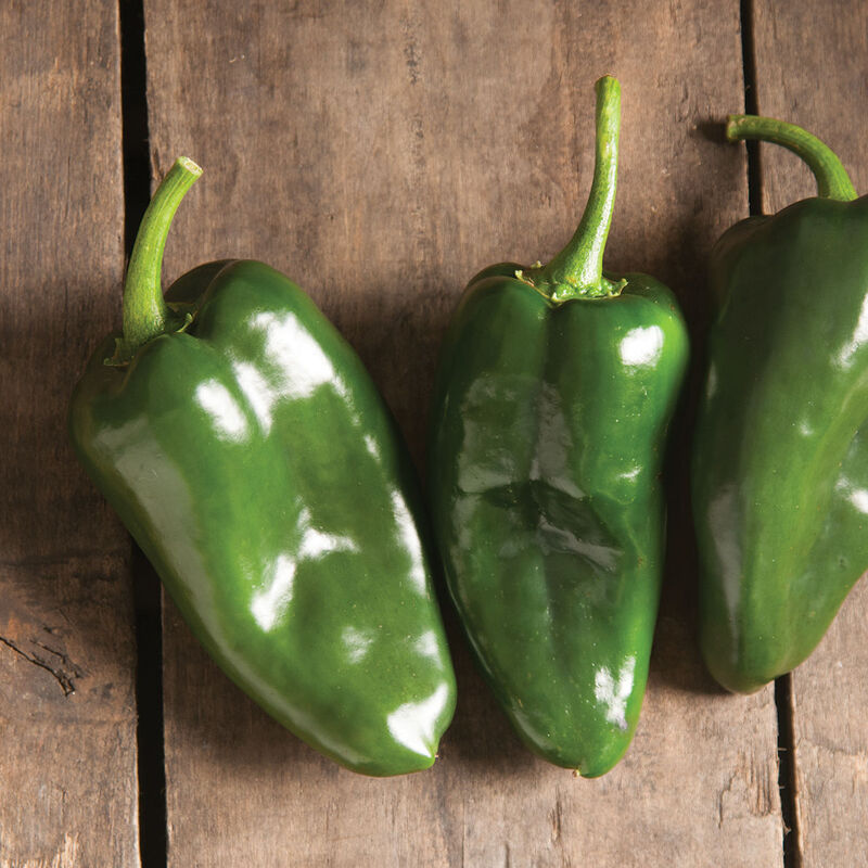Poblano Pepper - Hot Pepper Plant