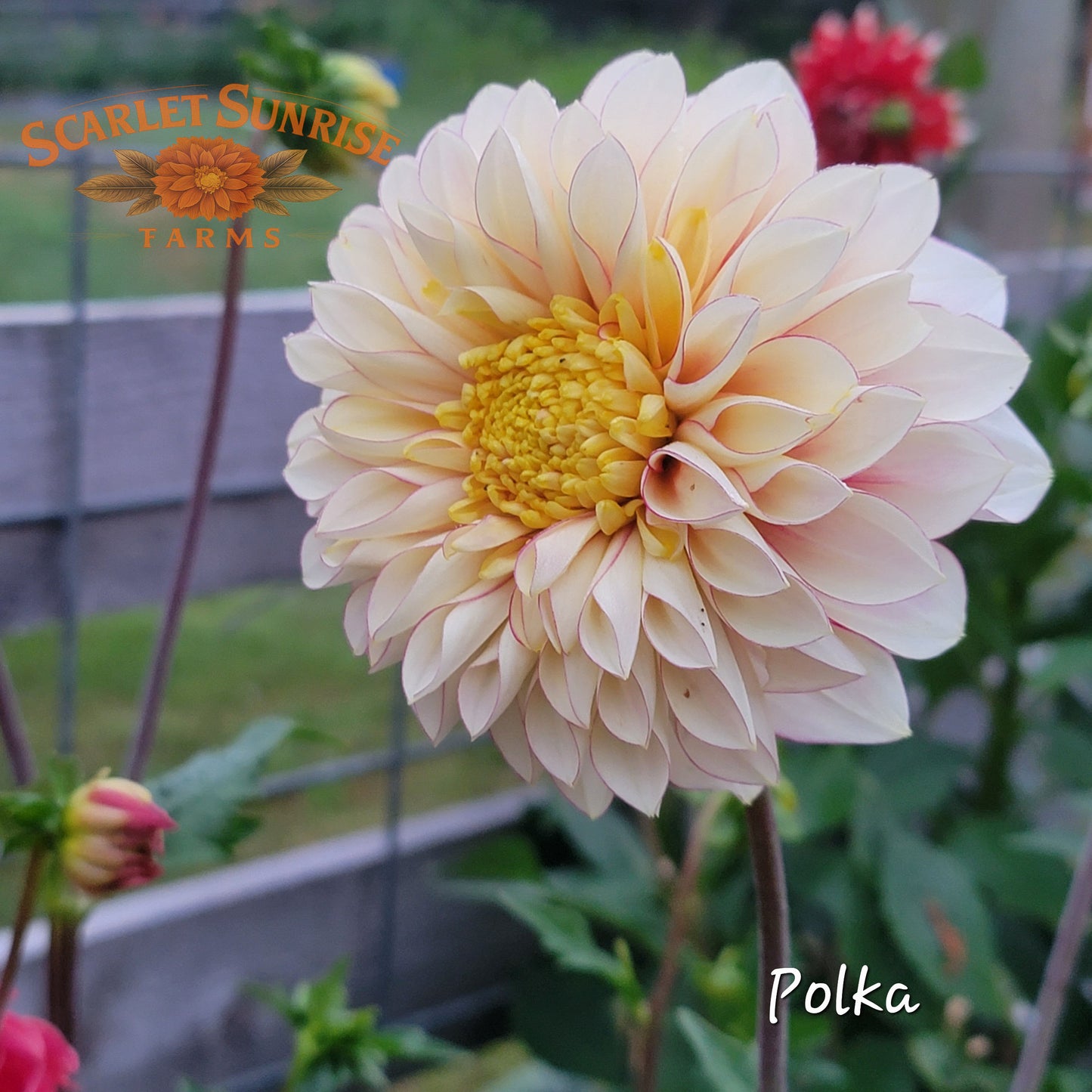 Polka