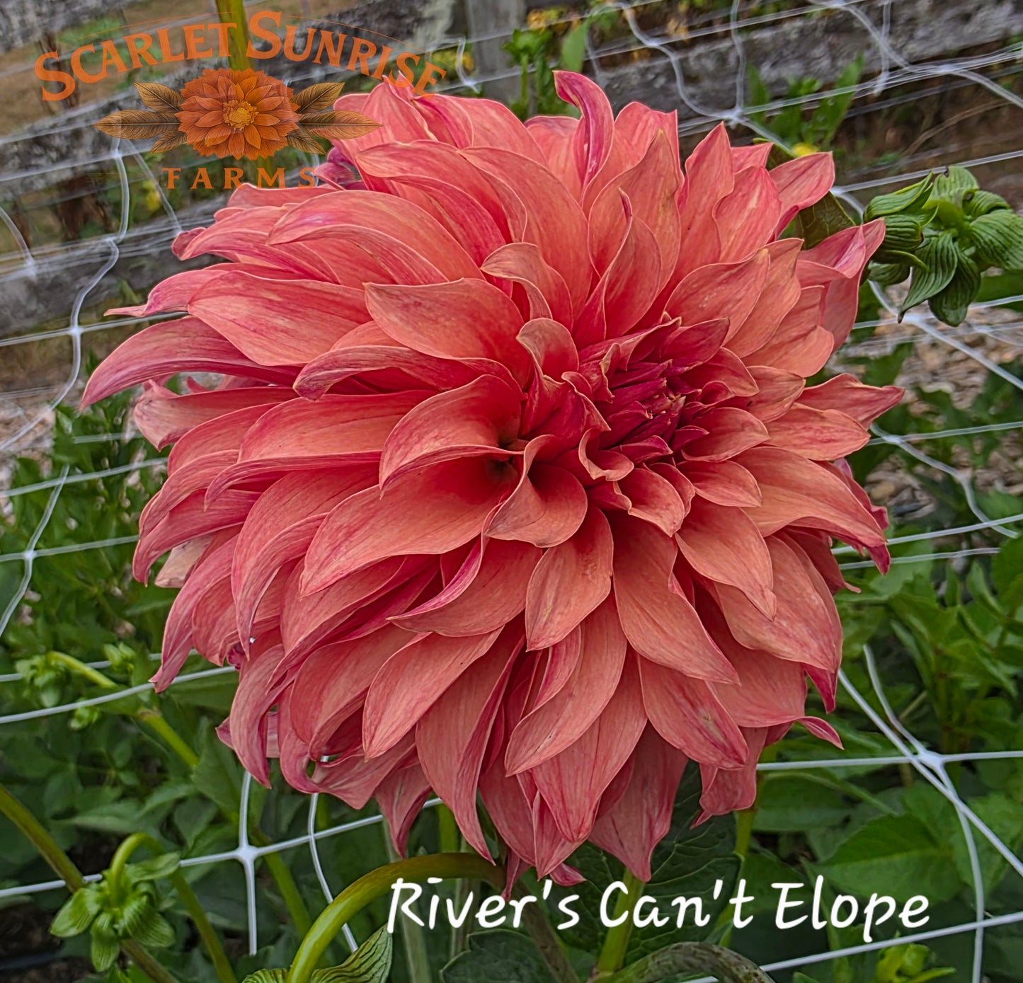 River's Can't Elope Potted Cutting