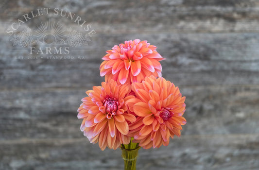 Robann Creamsicle