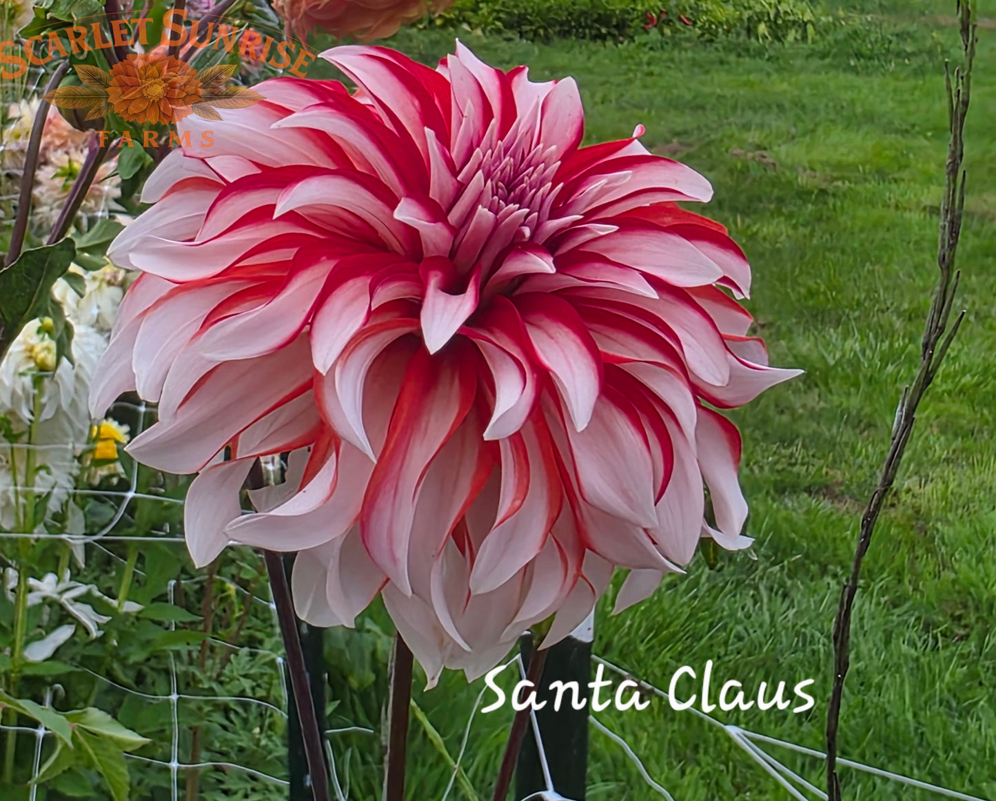 Santa Claus