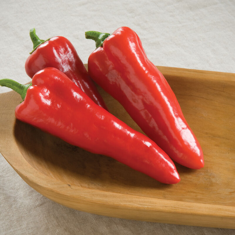 Carmen - Sweet Pepper Plant