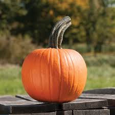 Cinnamon Girl - Pumpkin Start