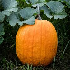 Connecticut Field Pumpkin - Pumpkin Start