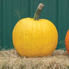 Mellow Yellow - Pumpkin Start