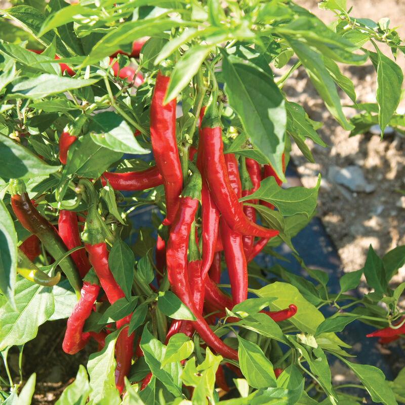 Red Flame Cayenne - Hot Pepper Plant