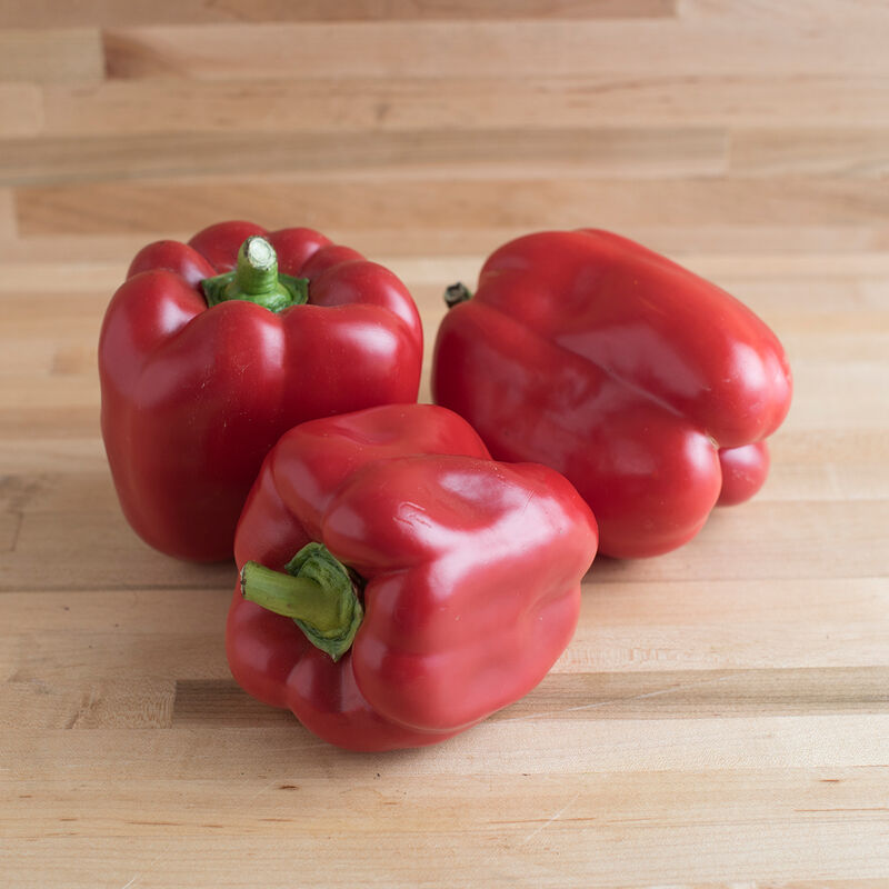 Red Knight - Bell Pepper Plant
