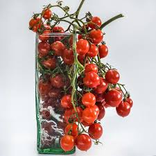 Riesentraube - Tomato Plant