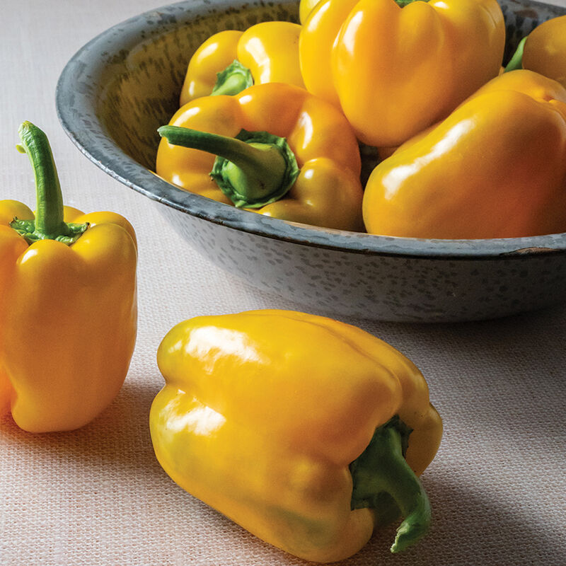 Sonoma - Bell Pepper Plant