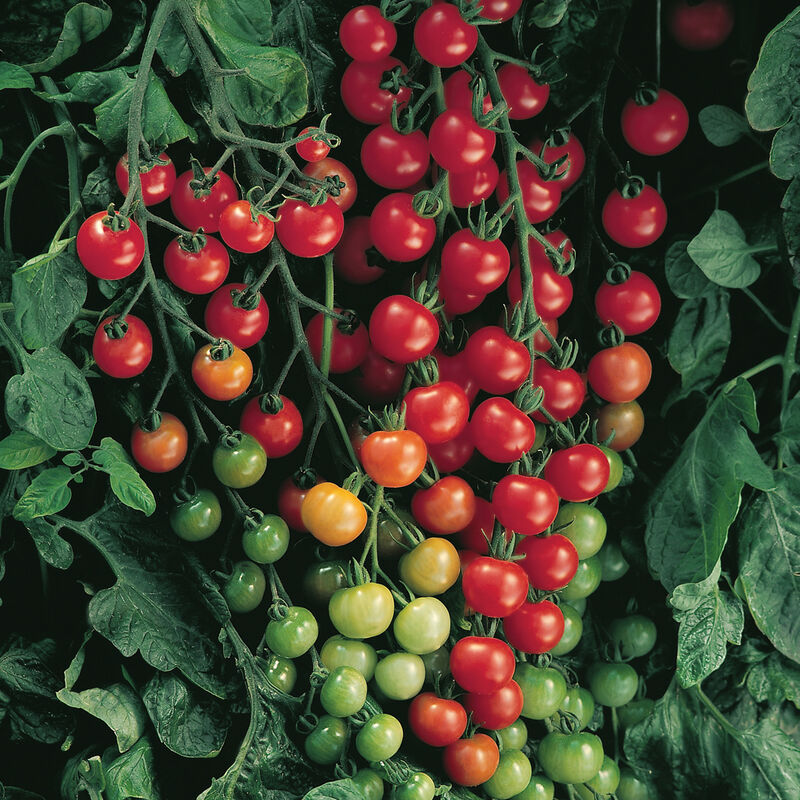 Supersweet 100 - Tomato Plant