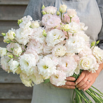 Voyage 2 First Love Lisianthus 6 pack