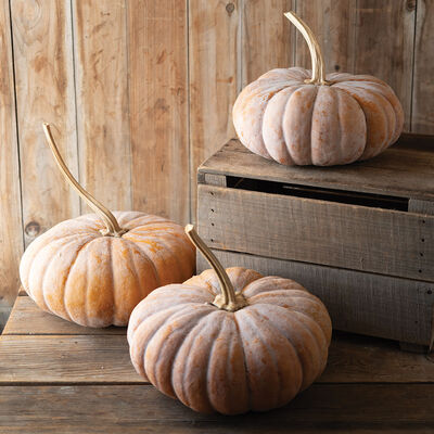 Wan Fu - Pumpkin Start