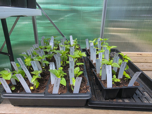 Basil Variety 6 pack