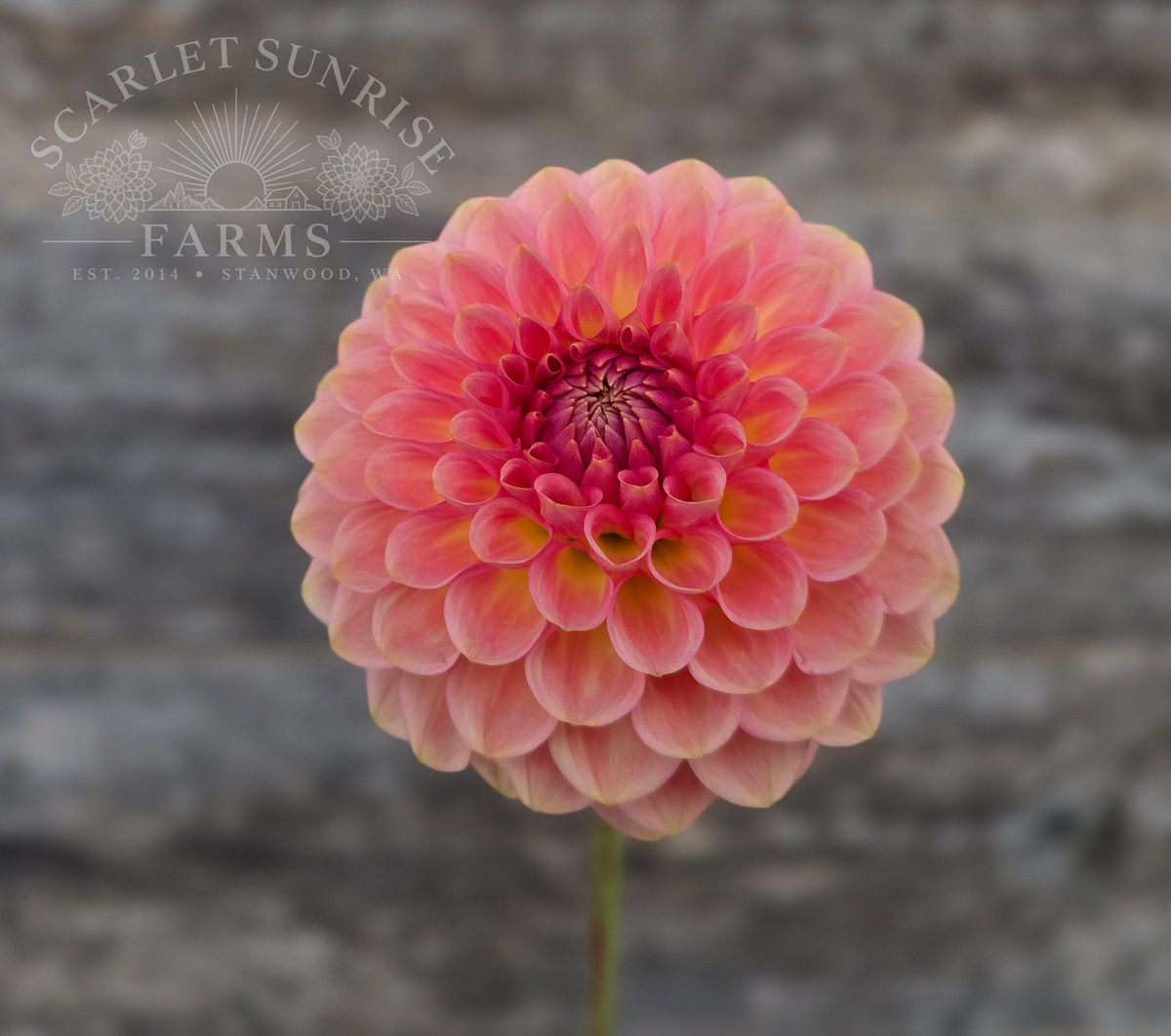 20th Ave Softer Peach