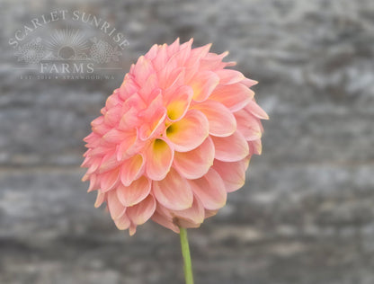 20th Ave Softer Peach