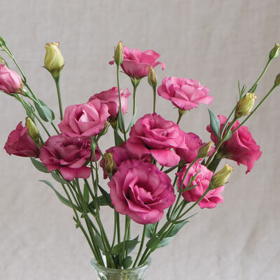 Arena 3 Red Lisianthus 6 pack