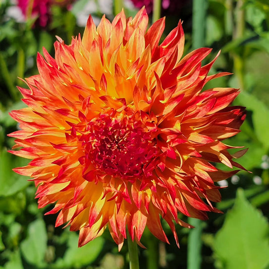 Bloomquist Georgia C