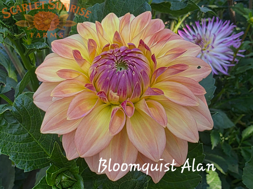 Bloomquist Alan – Scarlet Sunrise Farms