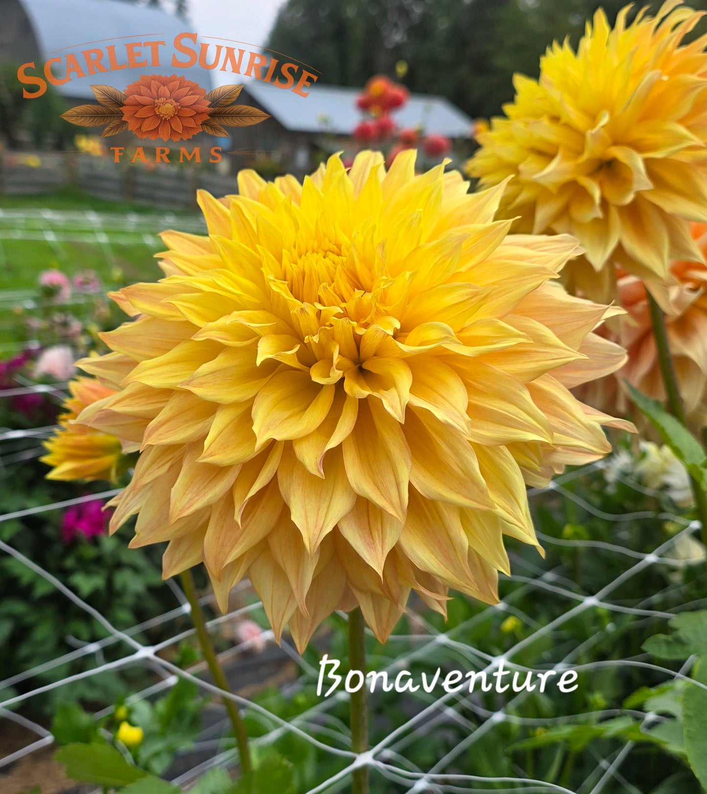 Bonaventure