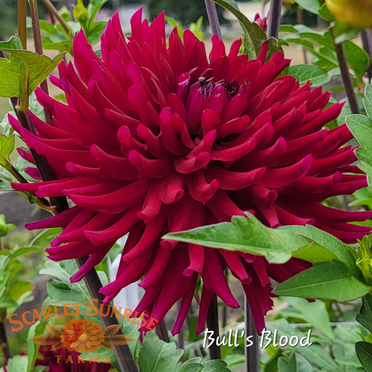 Bull's Blood Potted Cutting