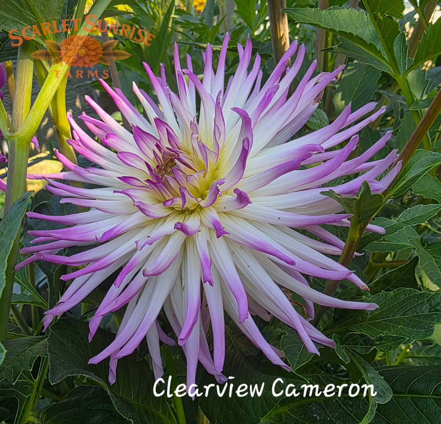 Clearview Cameron