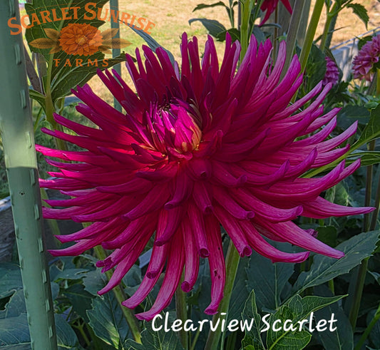 Clearview Scarlett