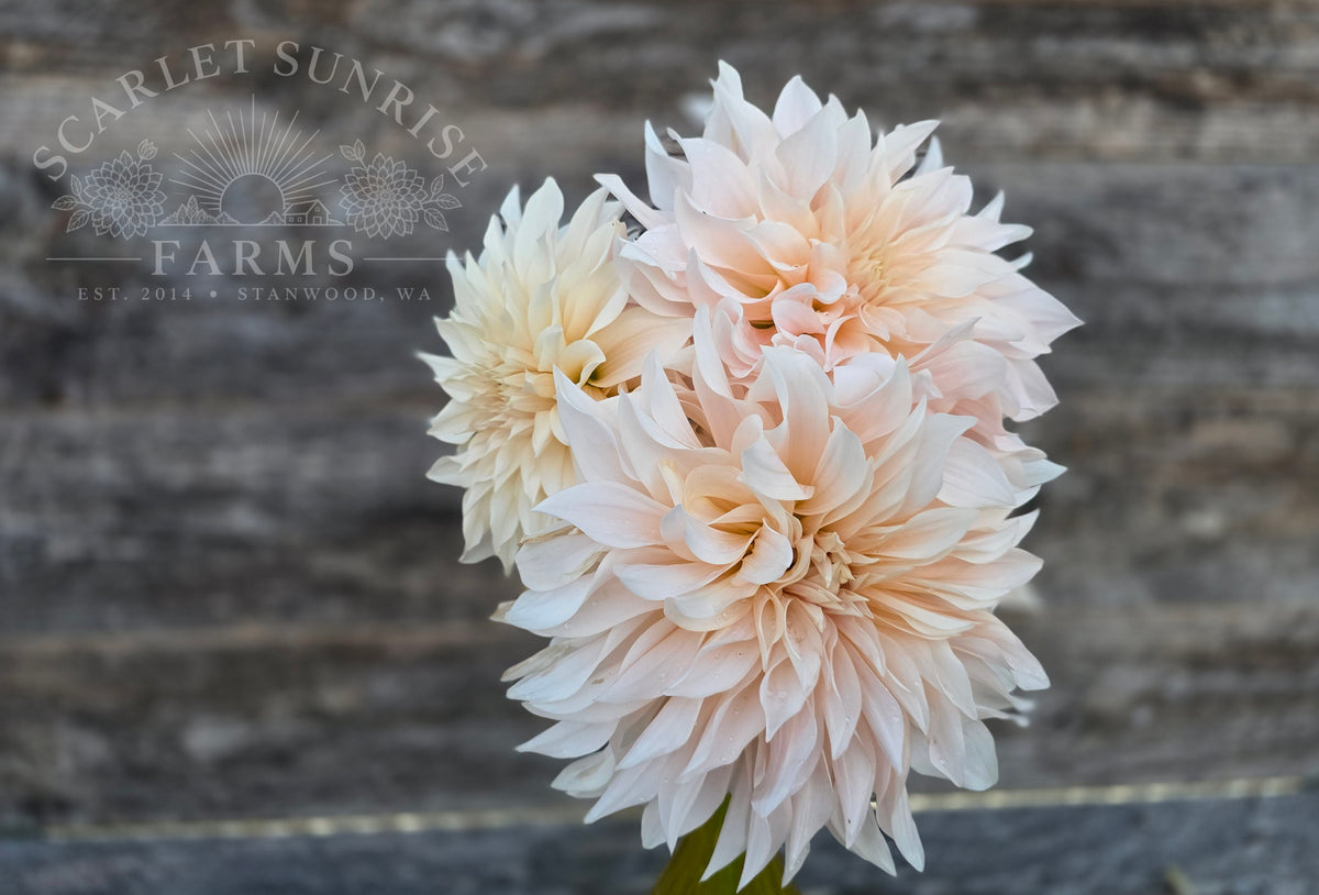 Cafe Au Lait