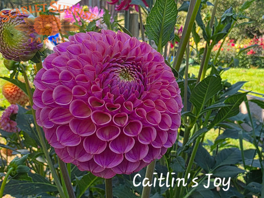 Caitlin's Joy
