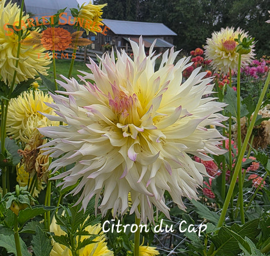 Citron Du Cap