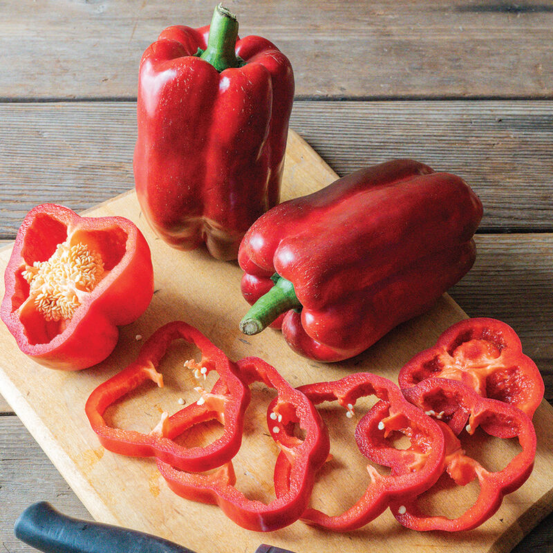 Frodo - Bell Pepper Plant