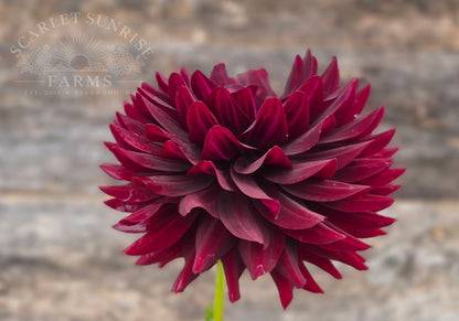 Hollyhill Black Beauty