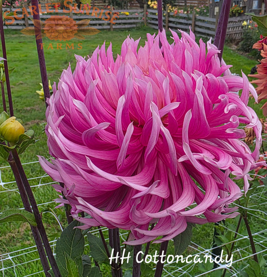 Hollyhill Cotton Candy