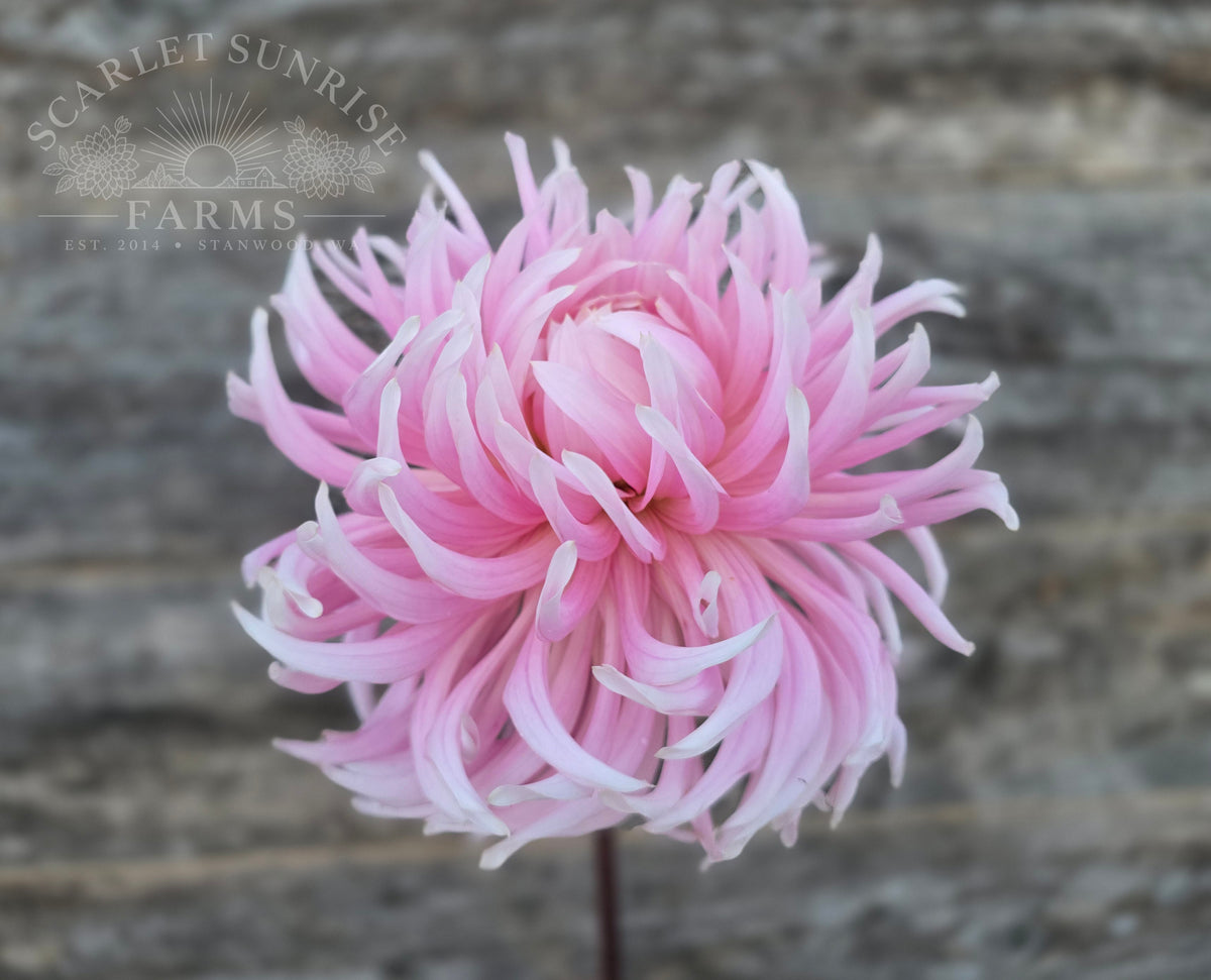 Hollyhill Cotton Candy