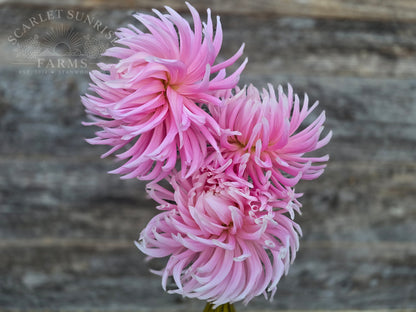 Hollyhill Cotton Candy