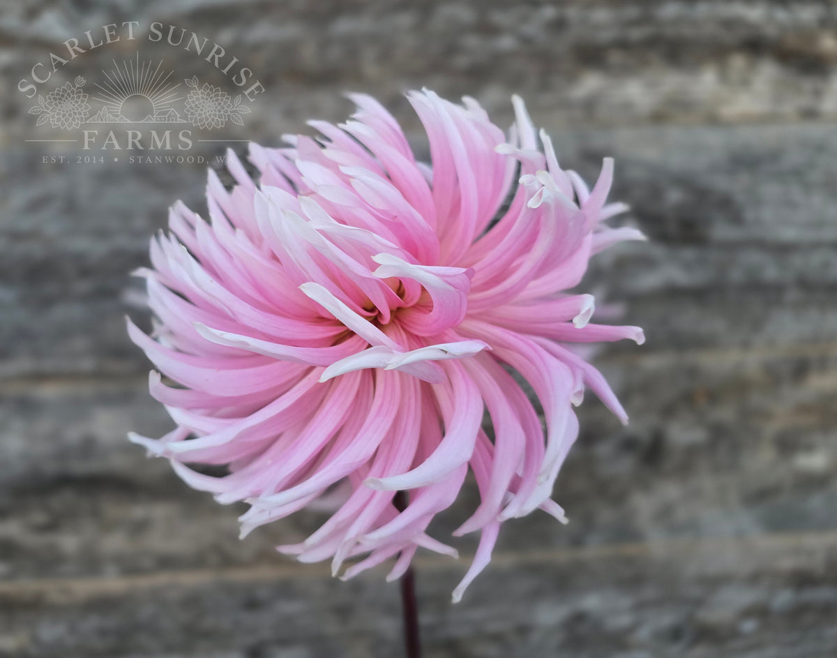 Hollyhill Cotton Candy