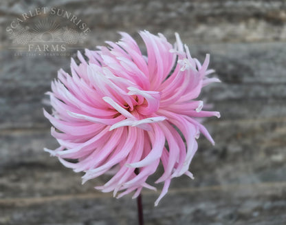 Hollyhill Cotton Candy