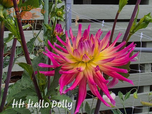 Hollyhill Hello Dolly