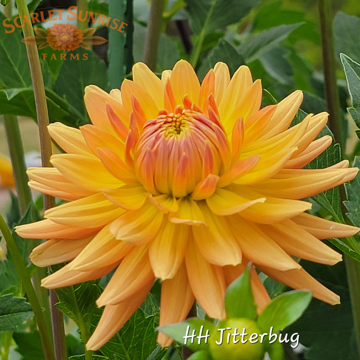Hollyhill Jitterbug
