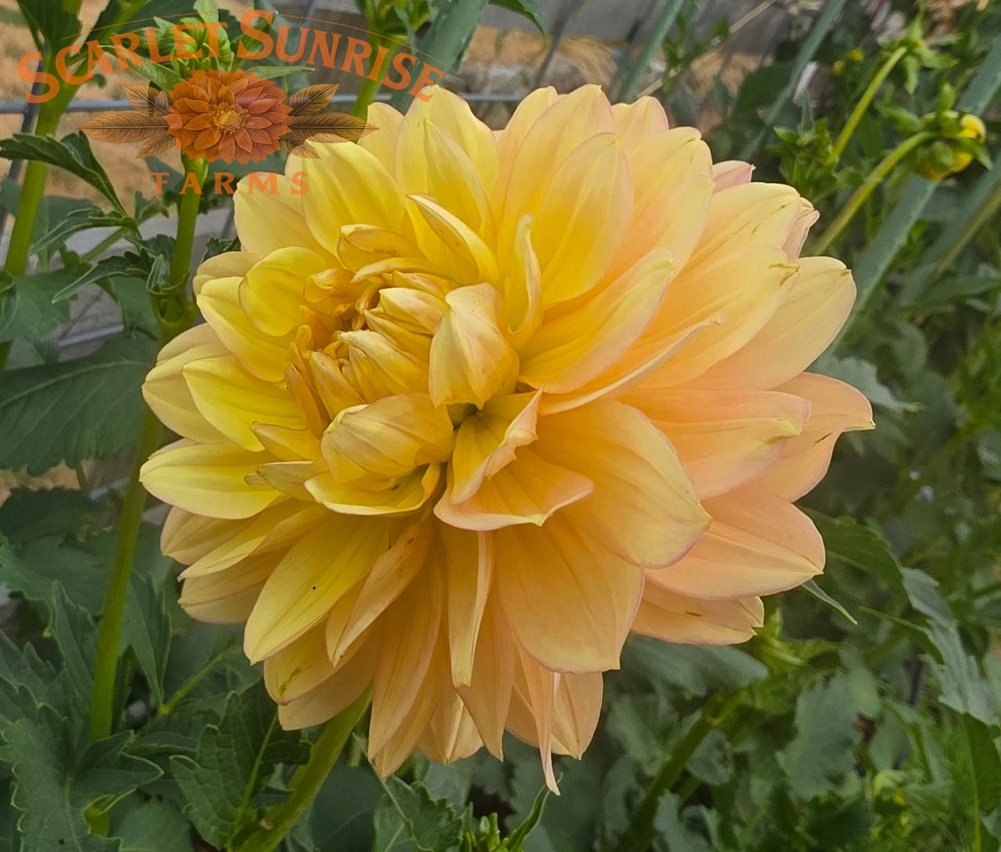 Hollyhill Serenity Potted Cutting