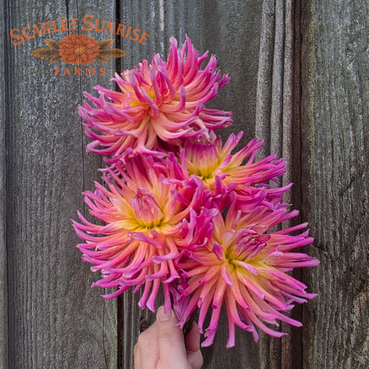 Hollyhill Hello Dolly