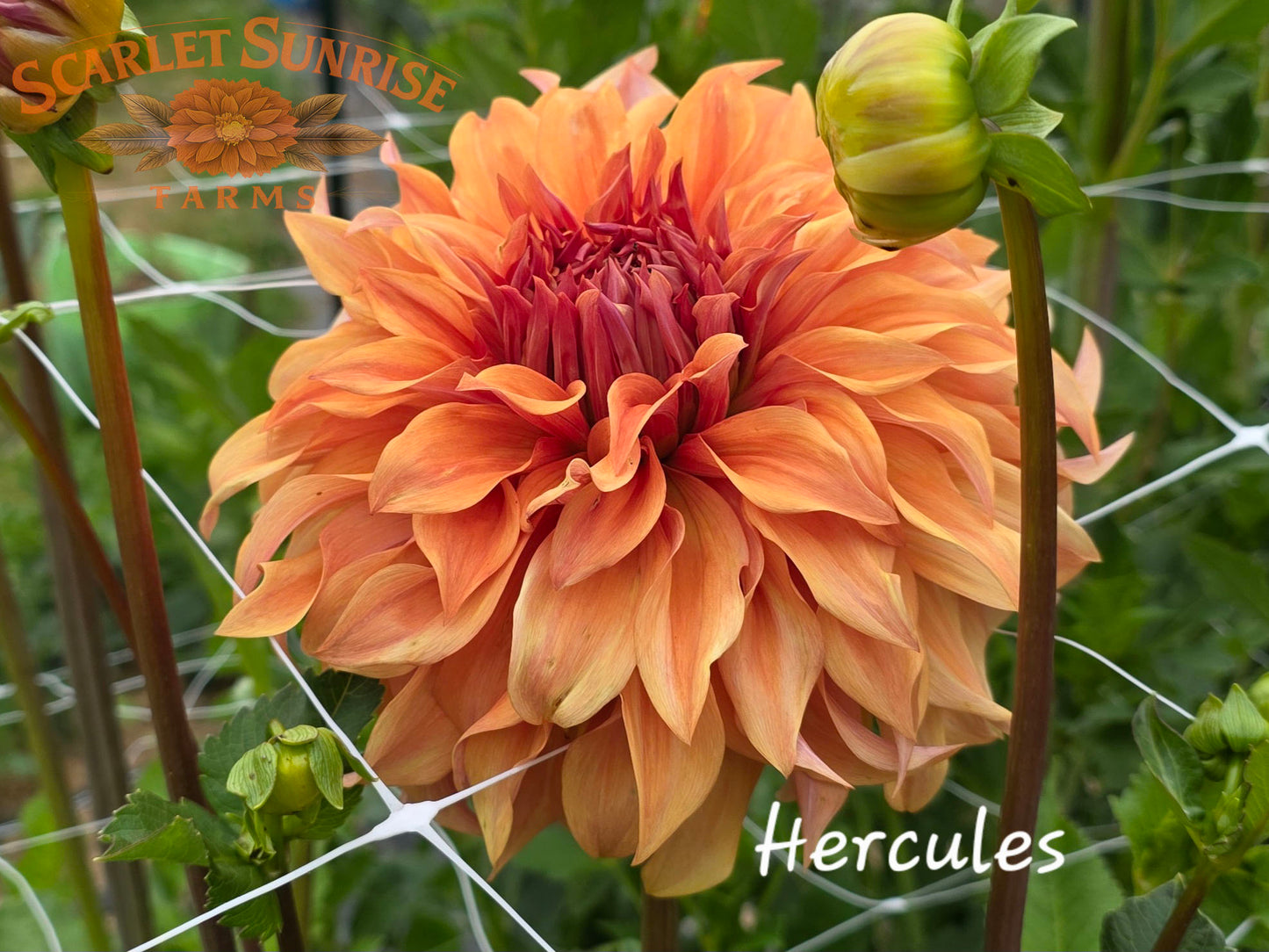 Hercules