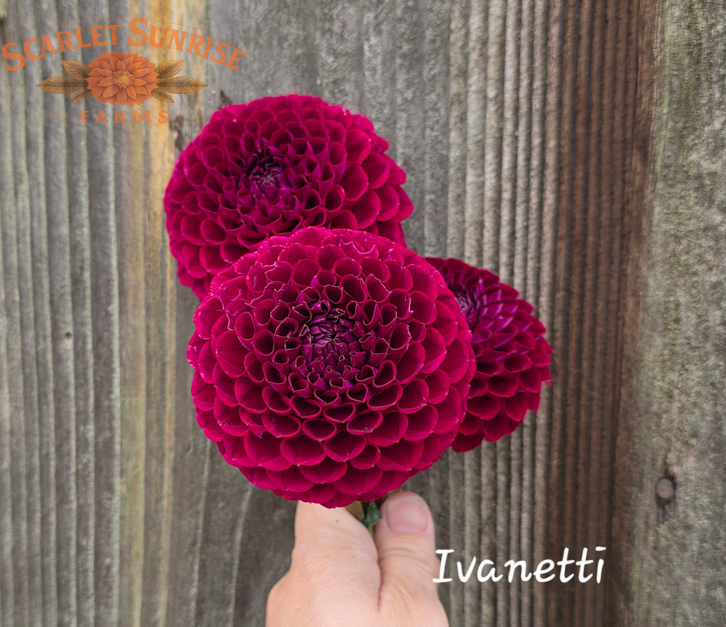 Bundle - Cut Flower Bundle